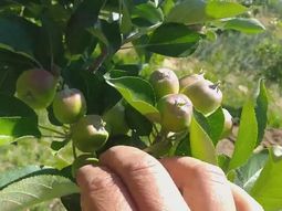 Los fondos servirán para las tareas culturales previas a la cosecha, como es el caso del raleo. Los fondos servirán para las tareas culturales previas a la cosecha, como es el caso del raleo.