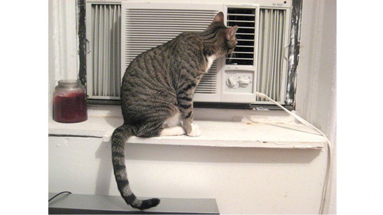 Viral: rescatan gatito atrapado en ducto de aire acondicionado 