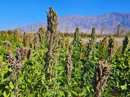 Científicos argentinos probarán semillas en condiciones de radiación y estrés extremo para entender cómo adaptarlas al futuro.