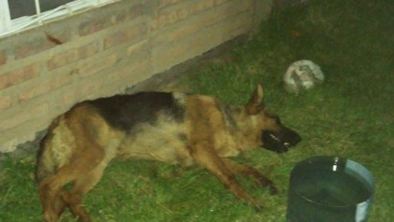 Una perra murió de un infarto por los fuegos artificiales en la comarca petrolera.