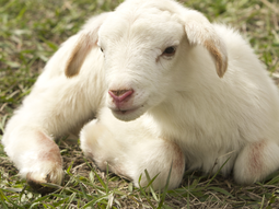 Siguen los robos de animales en Agrarias. Siguen los robos de animales en Agrarias.