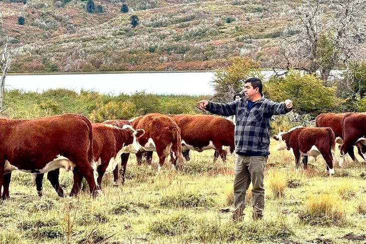 “La vaca baja siempre gorda”, resume Raúl Torres sobre un manejo que hoy garantiza más preñez y mejores resultados. “La vaca baja siempre gorda”, resume Raúl Torres sobre un manejo que hoy garantiza más preñez y mejores resultados.