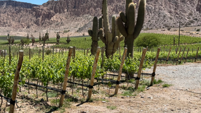 Los nuevos vinos del norte argentino | LM Neuquen Los nuevos vinos del norte argentino