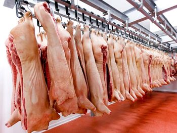 La sobreoferta de carne porcina en Argentina desplomó los márgenes de las granjas durante el primer trimestre de 2026 y dejó a muchos establecimientos al borde de las pérdidas. La sobreoferta de carne porcina en Argentina desplomó los márgenes de las granjas durante el primer trimestre de 2026 y dejó a muchos establecimientos al borde de las pérdidas.