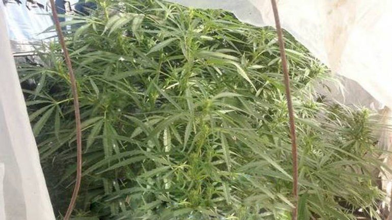 Perseguían a un ladrón y encontraron un invernadero de marihuana