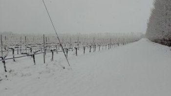 El paisaje se tiñó de blanco en San Patricio del Chañar