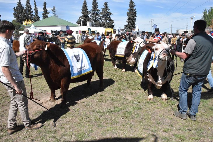 Los grandes ejemplares de Angus, dijeron presente en Valle Medio. Los grandes ejemplares de Angus, dijeron presente en Valle Medio.
