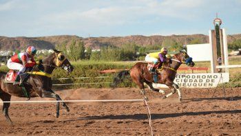 turf, caballos