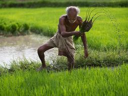 india desplaza a china en el crecimiento de la demanda agricola india desplaza a china en el crecimiento de la demanda agricola