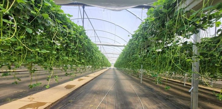La industria de la frutilla en Chile vive un punto de inflexión con una variedad que eleva el rendimiento a niveles históricos. La industria de la frutilla en Chile vive un punto de inflexión con una variedad que eleva el rendimiento a niveles históricos.