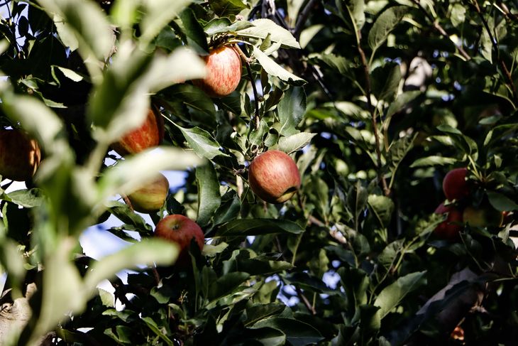 Hay cosechadores que cuentan 40 o 50 años de antigüedad en la fruticultura. Hay cosechadores que cuentan 40 o 50 años de antigüedad en la fruticultura.