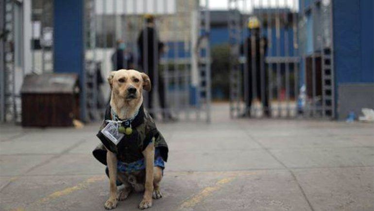 Perrito espera al dueño, internado con coronavirus