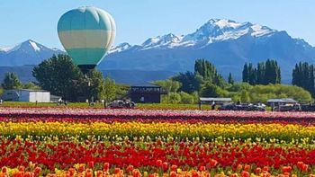 Chubut: vuelos en globo aerostático sobre los campos de tulipanes de Trevelin. Chubut: vuelos en globo aerostático sobre los campos de tulipanes de Trevelin.