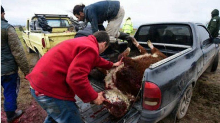 Las imágenes son contundentes: un ternero entero arriba de una camioneta. Muchos cargaron las partes al hombro.