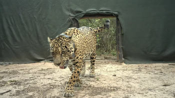 Equipos especializados rastrean el monte chaqueño en un operativo urgente para encontrar al yaguareté desaparecido. Equipos especializados rastrean el monte chaqueño en un operativo urgente para encontrar al yaguareté desaparecido.