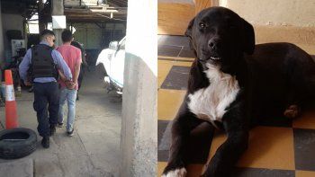 Tiene que trabajar en una guardería canina por maltratar salvajemente a su perro