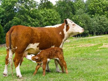 alertan por el impacto de antibioticos de uso veterinario en la salud humana