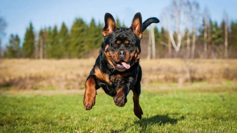 Los perros oyen su nombre en el ruido