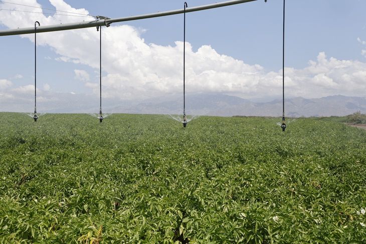 El exdirector global de Agronomía de McCain analiza el potencial y los desafíos del cultivo en el sur argentino. El exdirector global de Agronomía de McCain analiza el potencial y los desafíos del cultivo en el sur argentino.