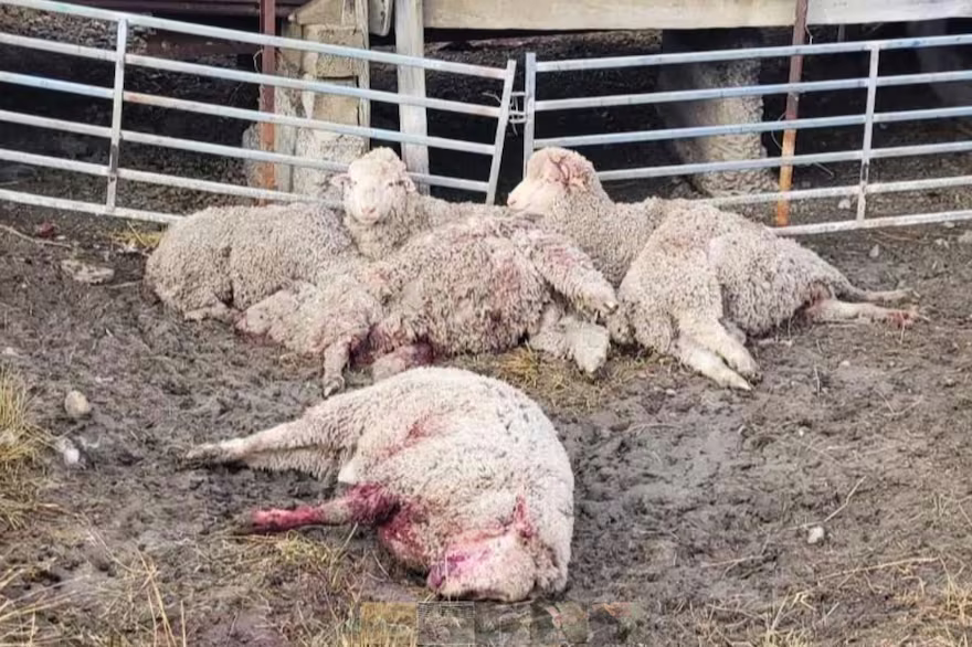 Media hora de horror: jauría de perros destrozó lote de carneros valuados en miles de dólares
