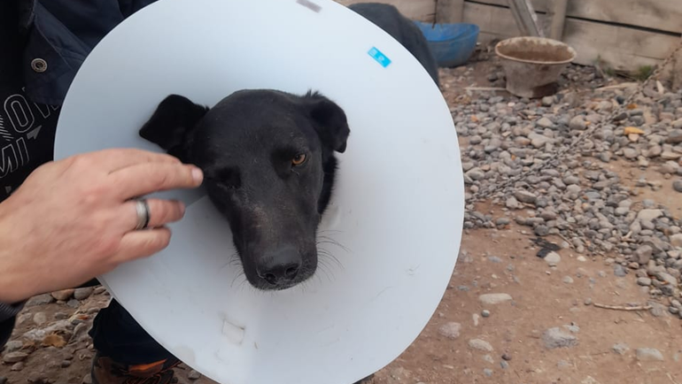 Qué dijo la empresa de servicios sobre el supuesto maltrato animal