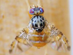 Mosca de los frutos, un plaga en Perú que está generando conflictos con su vecino, Chile. Mosca de los frutos, un plaga en Perú que está generando conflictos con su vecino, Chile.