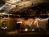 El museo MEF de Trelew, y el dinosaurio más grande del mundo.