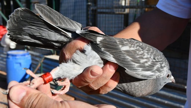 Identifica a sus palomas con un anillo en una de sus patas.