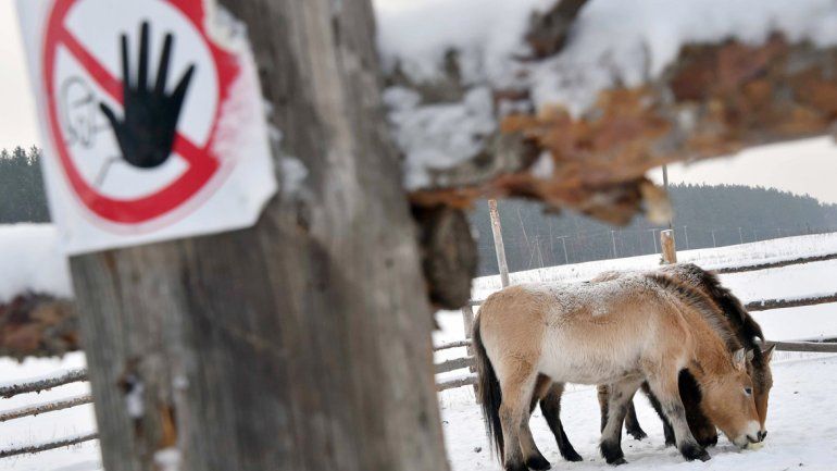 Caballos salvajes en la abandonada Chernobyl.