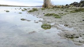 Investigan avance de alga invasora que amenaza a la región