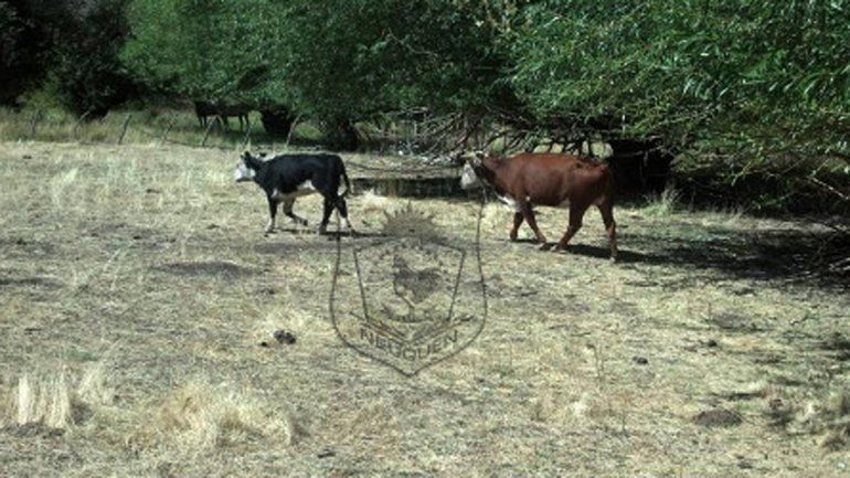 Recuperaron dos vacas robadas en Bajada del Agrio.