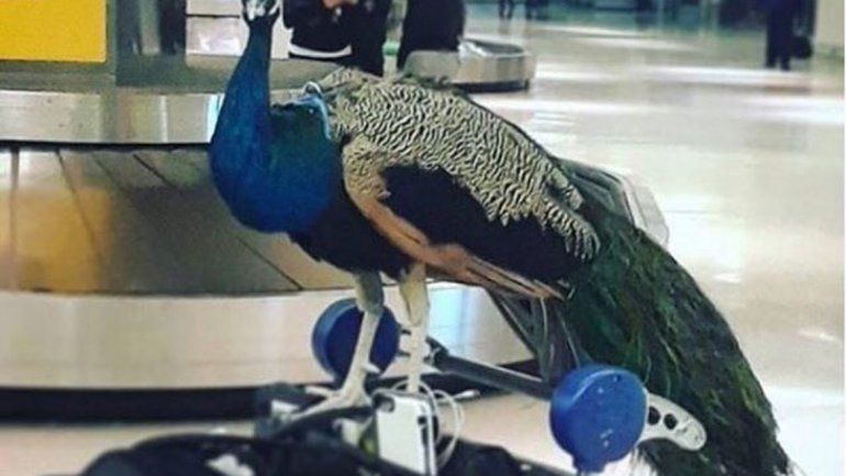 Una pasajera pretendía que el animal la acompañara en la cabina.