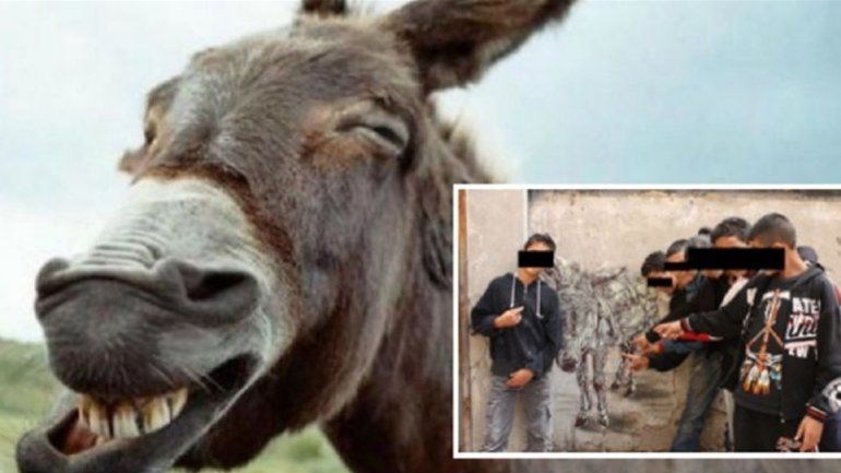 El hecho ocurrió en Marruecos. El animal fue sacrificado.