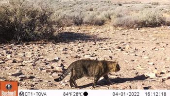 Chubut: científicos lograron fotografiar a los gatos que viven en la deshabitada Isla Tova. Chubut: científicos lograron fotografiar a los gatos que viven en la deshabitada Isla Tova.