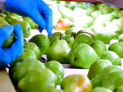 la cosecha de peras y manzanas de la argentina cayo 3% la cosecha de peras y manzanas de la argentina cayo 3%