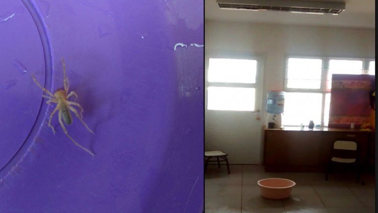 En el Jardín 47 de Rincón de los Sauces aparecieron insectos y viven con pérdidas de agua tras las tormentas.