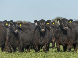La ganadería vuelve a resurgir con rentabillidad en tosos sus planos productivos. La ganadería vuelve a resurgir con rentabillidad en tosos sus planos productivos.