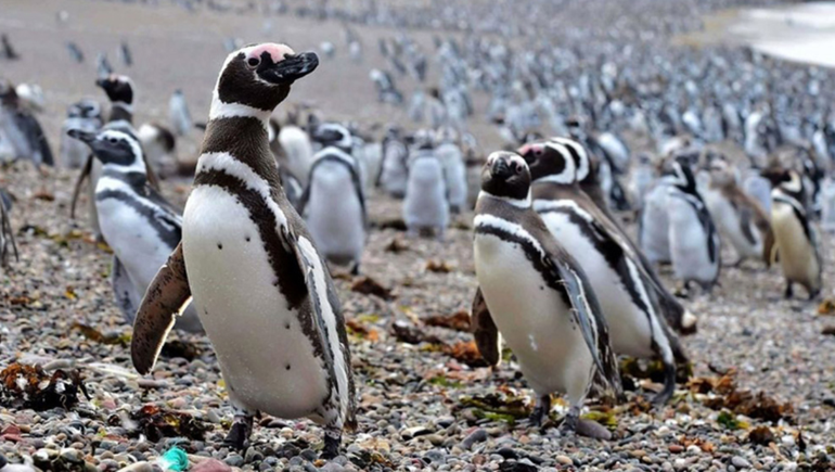 Los pingüinos de Magallanes llegan cada año a Chubut desde Brasil.
