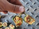 Preocupación por los daños de la nueva plaga que afecta a frutales
