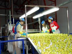 En plena cosecha, la industria frutícola rechaza el aumento de la tarifa eléctrica y denuncia falta de transparencia en el proceso. En plena cosecha, la industria frutícola rechaza el aumento de la tarifa eléctrica y denuncia falta de transparencia en el proceso.