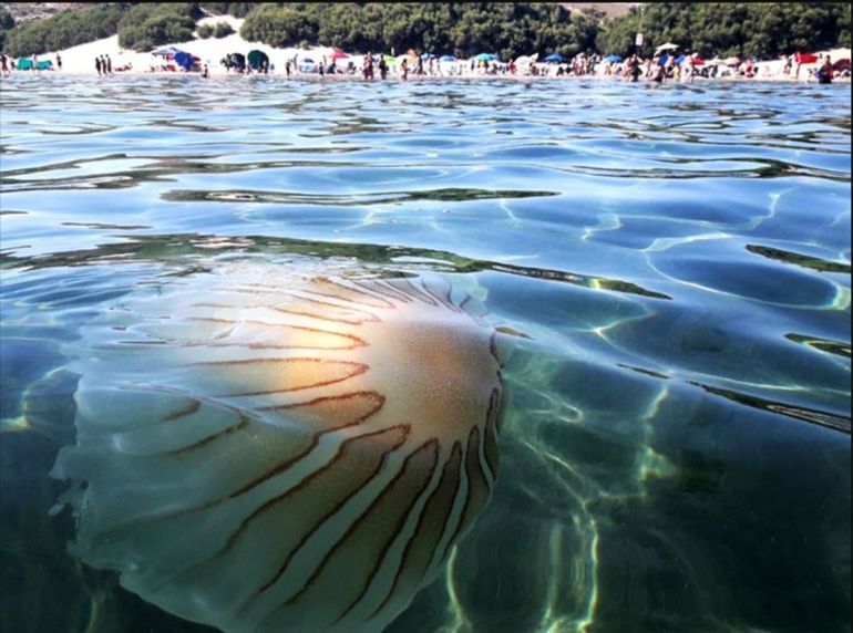 La foto de una medusa gigante en Puerto Pirámides, compartida en el perfil de Facebook del fotógrafo Facundo Geli. La foto de una medusa gigante en Puerto Pirámides, compartida en el perfil de Facebook del fotógrafo Facundo Geli.