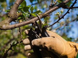 La oferta de cursos gratuitos incluye la poda de frutales. La oferta de cursos gratuitos incluye la poda de frutales.