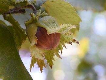 El frío extremo de septiembre y octubre afectó la floración y redujo drásticamente los rindes en toda la región.