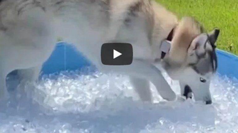 Este consentido no deja de sumar reproducciones en YouTube