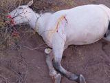 Cuatreros salvajes: denuncian matanza de caballos en Picún Leufú