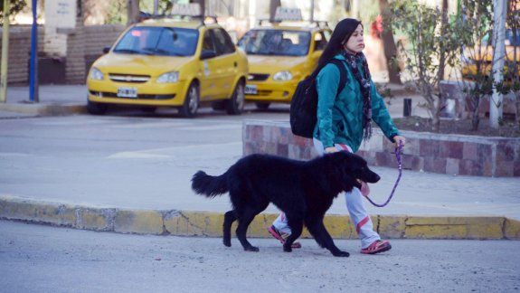 Desde el municipio advierten que casi ningún vecino pasea a su mascota con bozal, y menos juntan los excrementos que dejan a su paso.