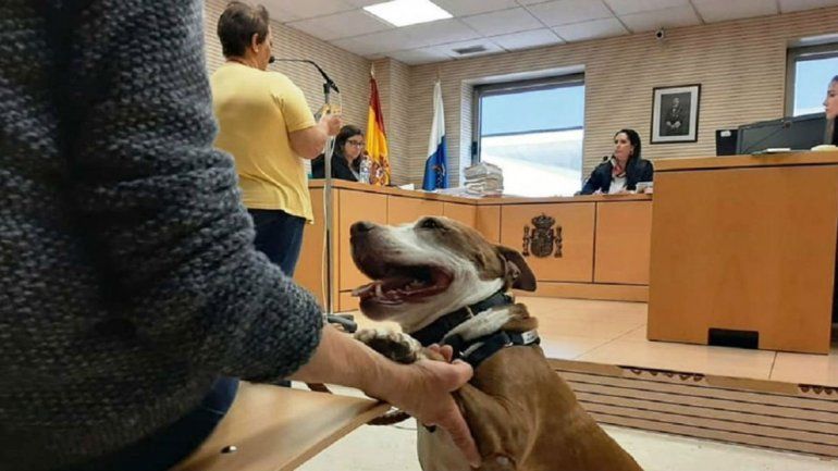 Campeón, el perro que asistió al juicio contra su ex dueña