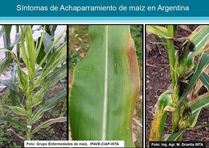 Las plantas enfermas terminan su ciclo anticipadamente y se interrumpe el llenado de sus granos. Foto: CREA. Las plantas enfermas terminan su ciclo anticipadamente y se interrumpe el llenado de sus granos. Foto: CREA.