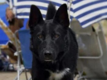 Chorizos envenenados en Chubut: imputaron a un hombre por la muerte de tres perros y va a juicio.