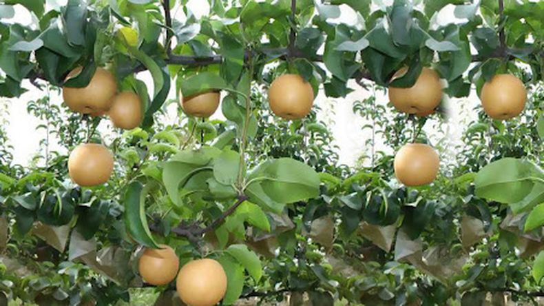 Así es el protocolo entre China y Argentina que regula la importación de peras y manzanas